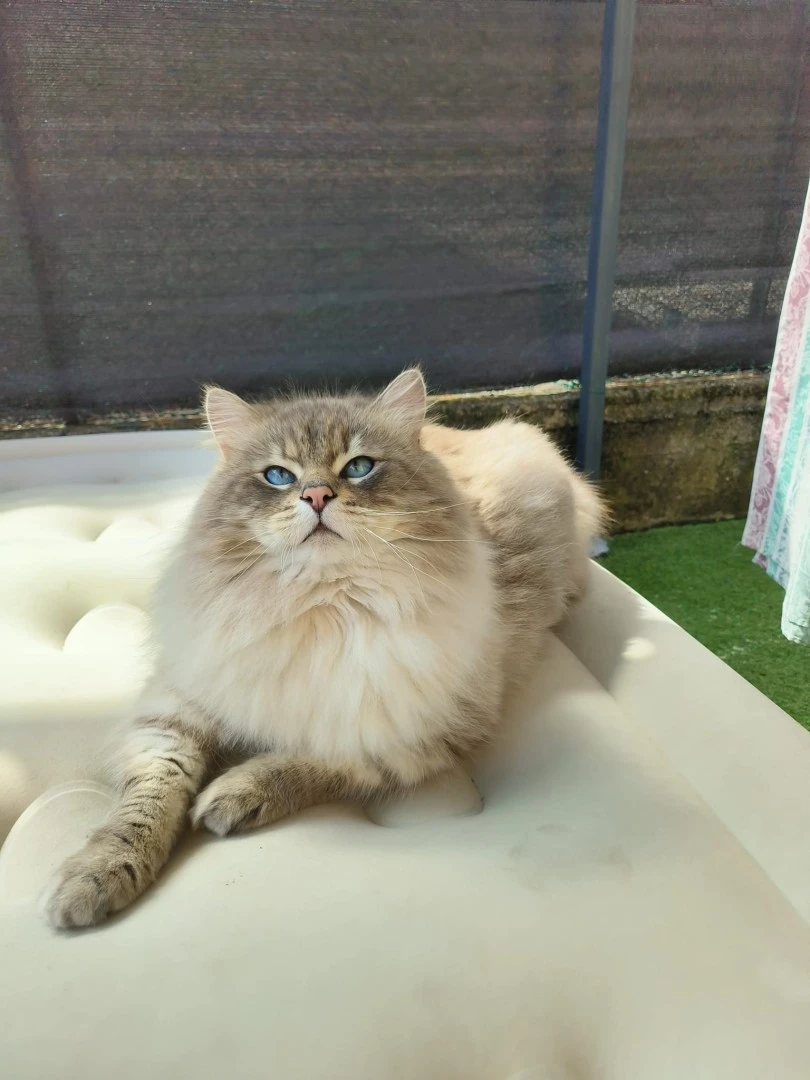 Cucciolo di gatto siberiano ipoallergenico | Foto 3
