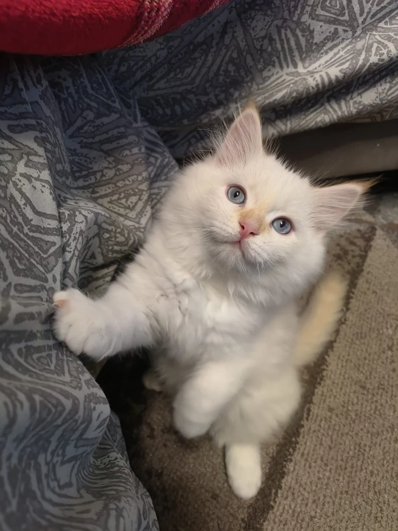 Cucciolo di gatto siberiano ipoallergenico | Foto 1