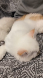 Cucciolo di gatto siberiano ipoallergenico | Foto 9