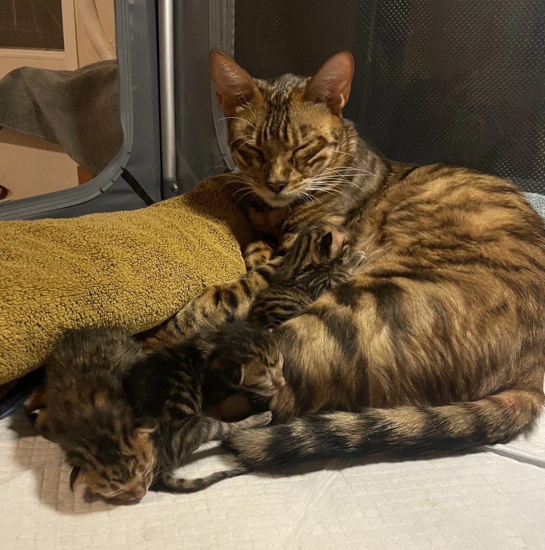 2 gatti toygers Bellone et Balthiel | Foto 1