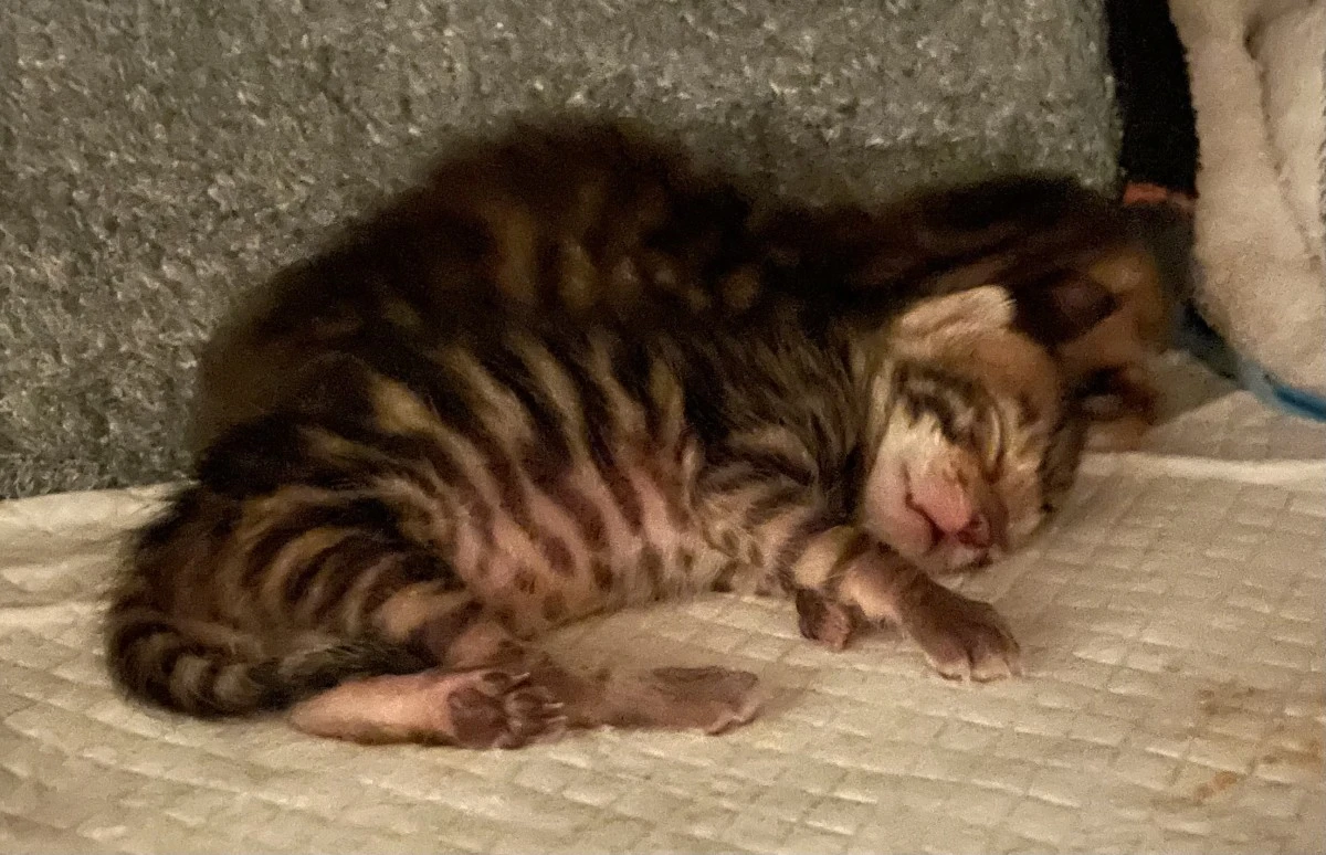 2 gatti toygers Bellone et Balthiel | Foto 2