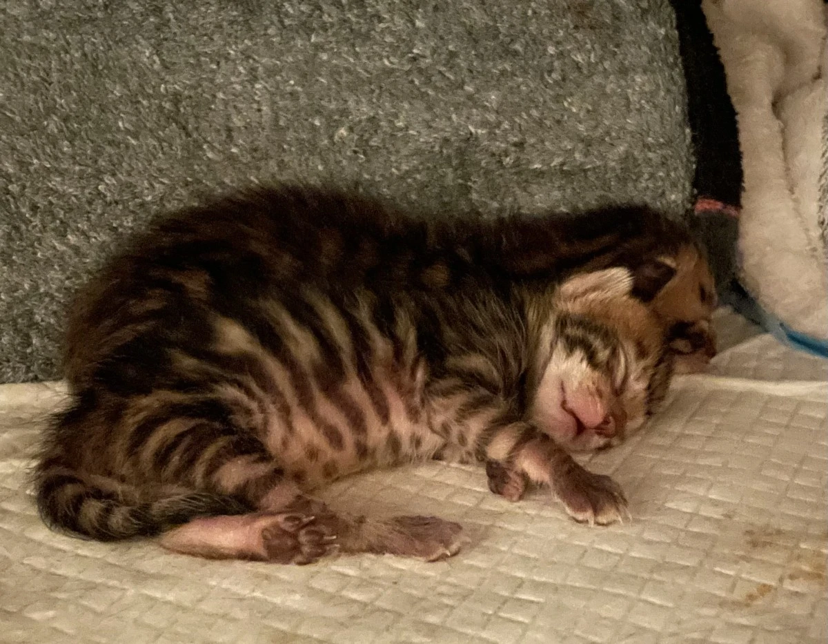 2 gatti toygers Bellone et Balthiel | Foto 3