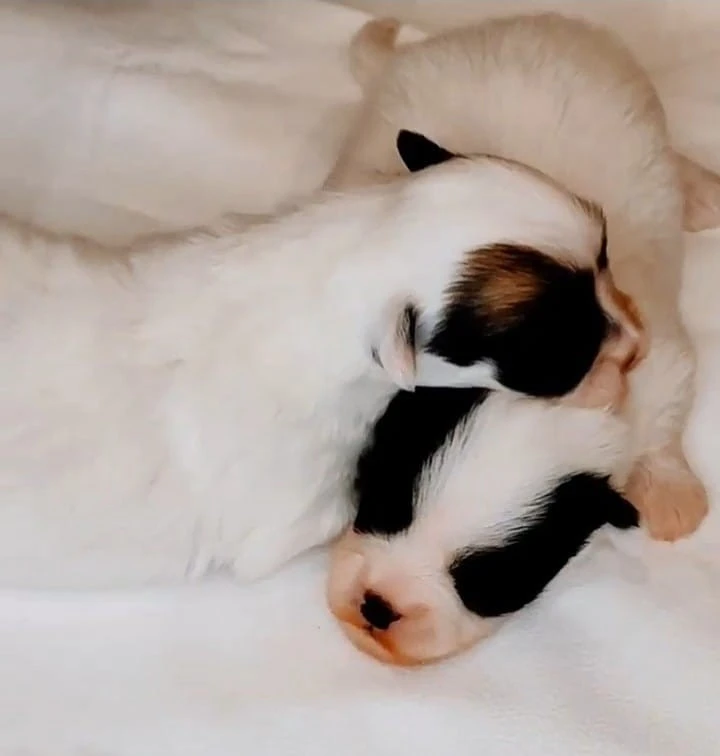 Coton de Tulear | Foto 1