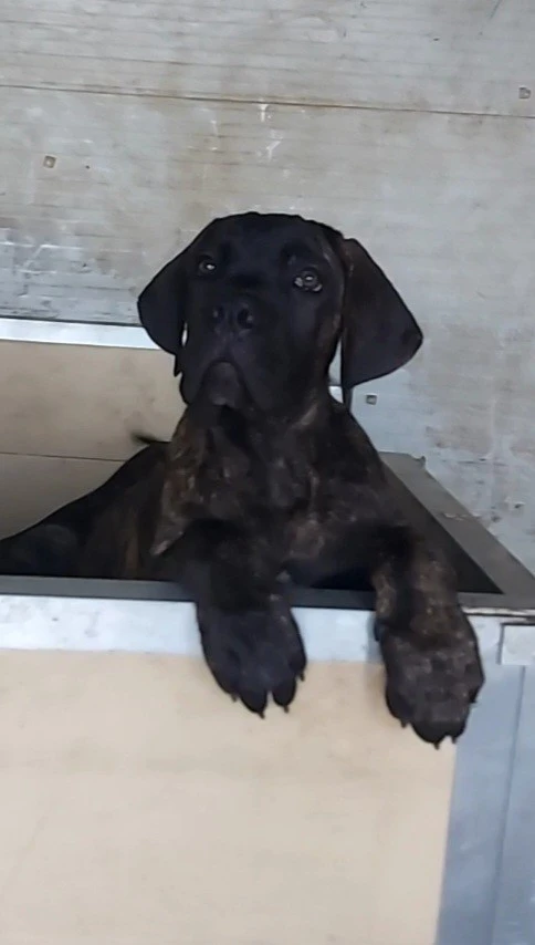 Cuccioli cane corso | Foto 8