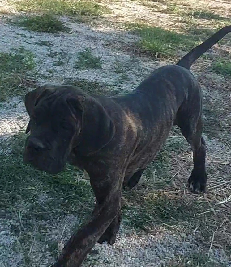 Cuccioli cane corso | Foto 7