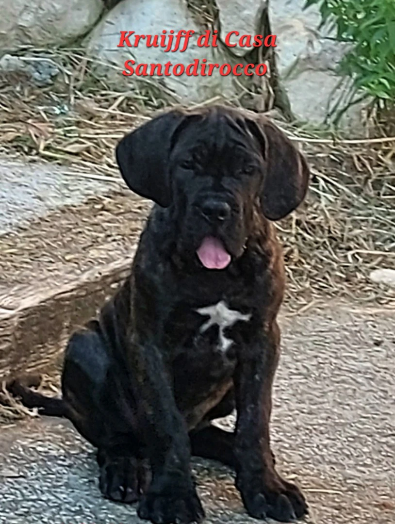 Cuccioli cane corso | Foto 4