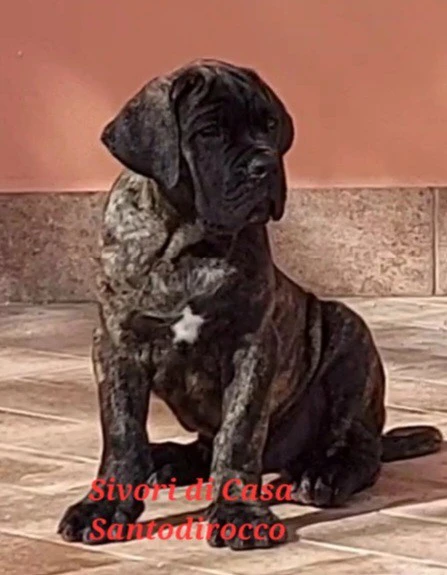 Cuccioli cane corso | Foto 1