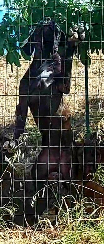 Cuccioli cane corso | Foto 2