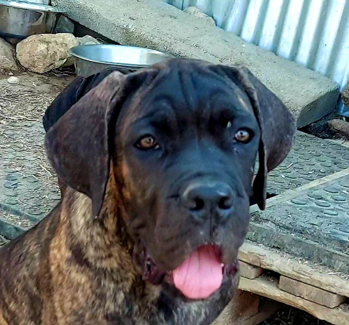 Cuccioli cane corso | Foto 6