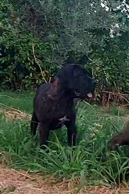 Cuccioli cane corso | Foto 3