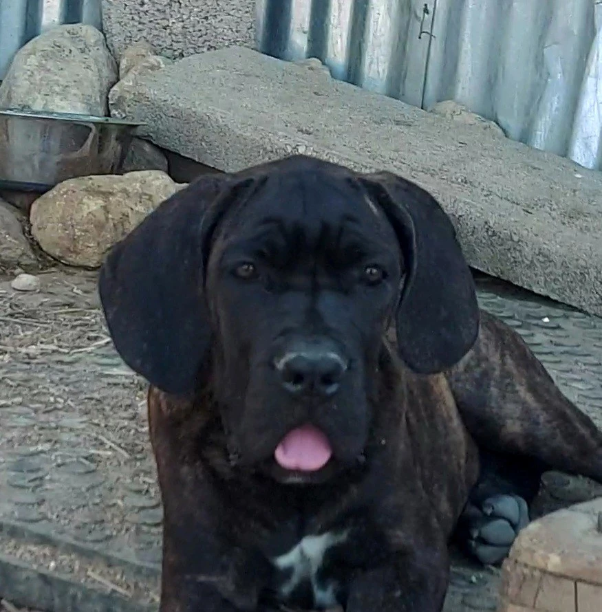 Cuccioli cane corso | Foto 5