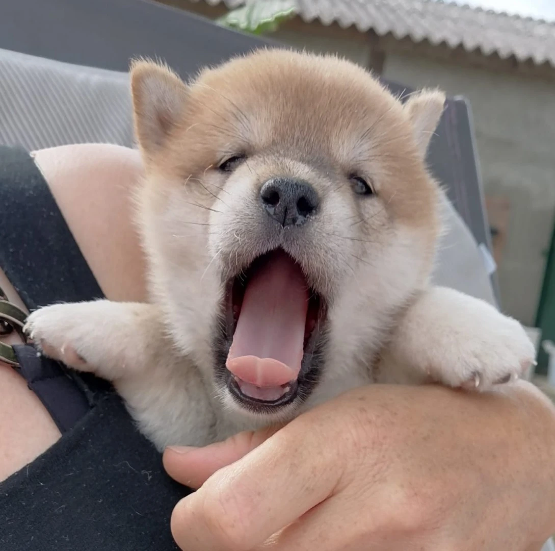 Cuccioli Shiba Inu | Foto 4