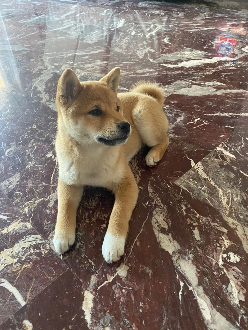 Cuccioli Shiba Inu | Foto 3