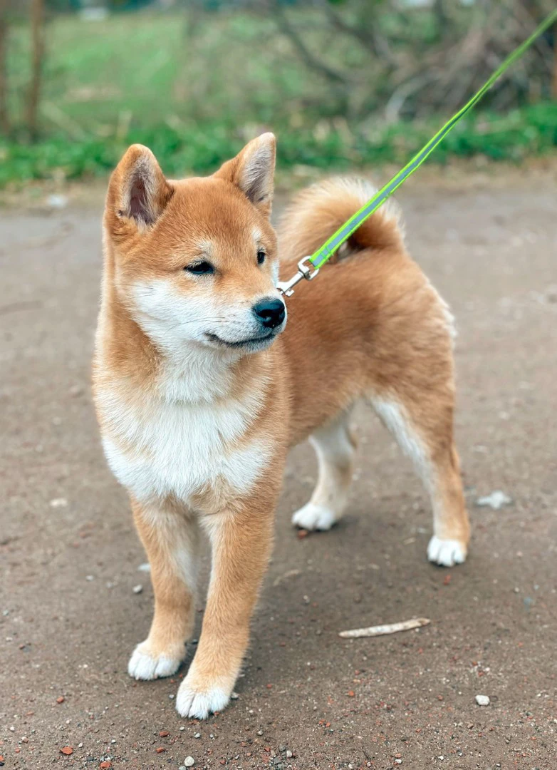 Cuccioli Shiba Inu | Foto 2