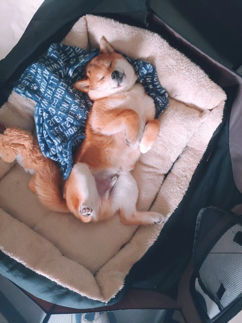 Cuccioli Shiba Inu | Foto 1