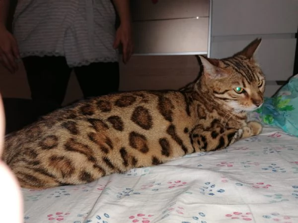 gatto del bengala  | Foto 5