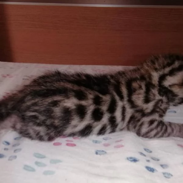 gatto del bengala  | Foto 2