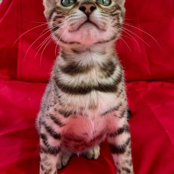 gatto del bengala  | Foto 1