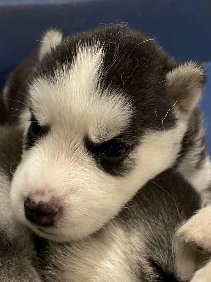 Cuccioli di Siberian Husky con occhi azzurri e Pedigree ENCI | Foto 11