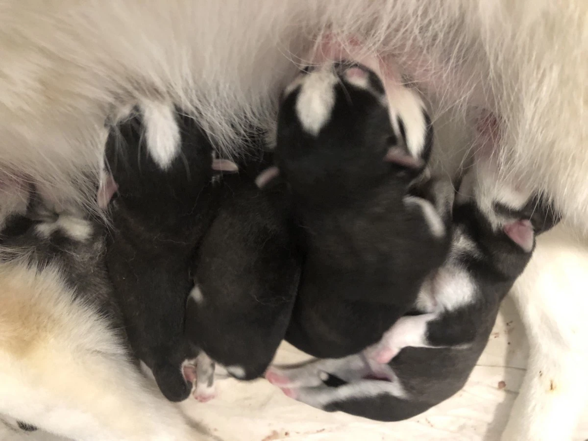 Cuccioli di Siberian Husky con occhi azzurri e Pedigree ENCI | Foto 7