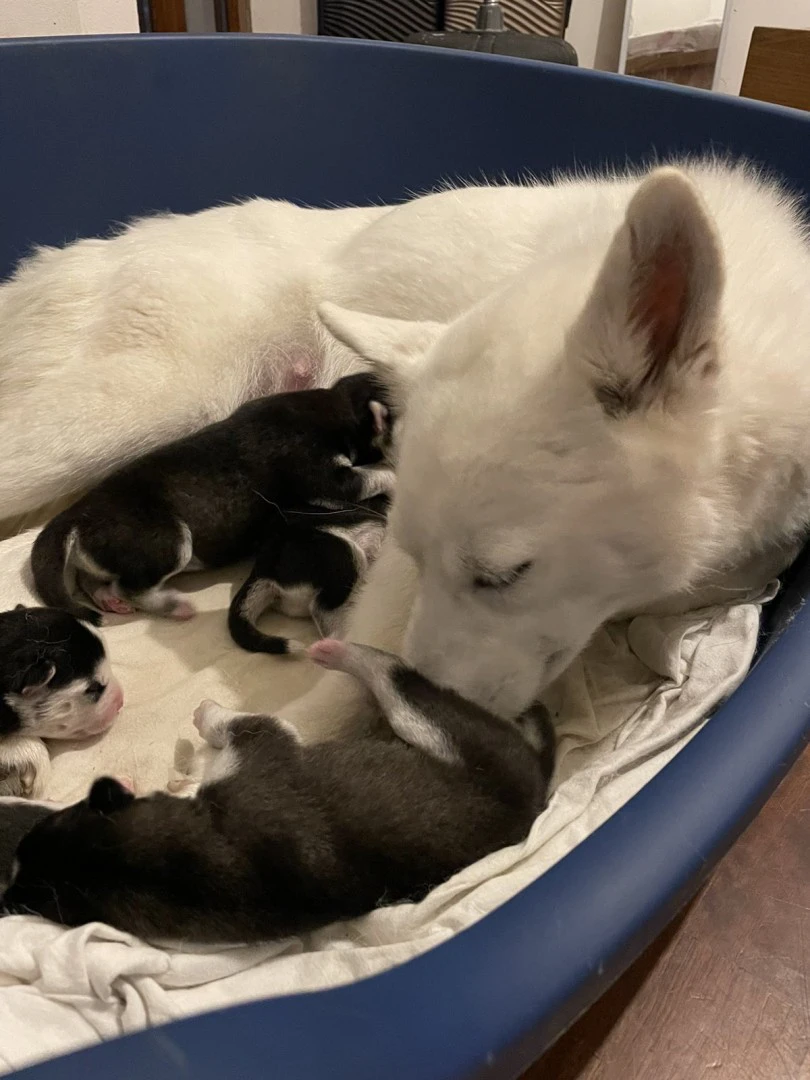 Cuccioli di Siberian Husky con occhi azzurri e Pedigree ENCI | Foto 3