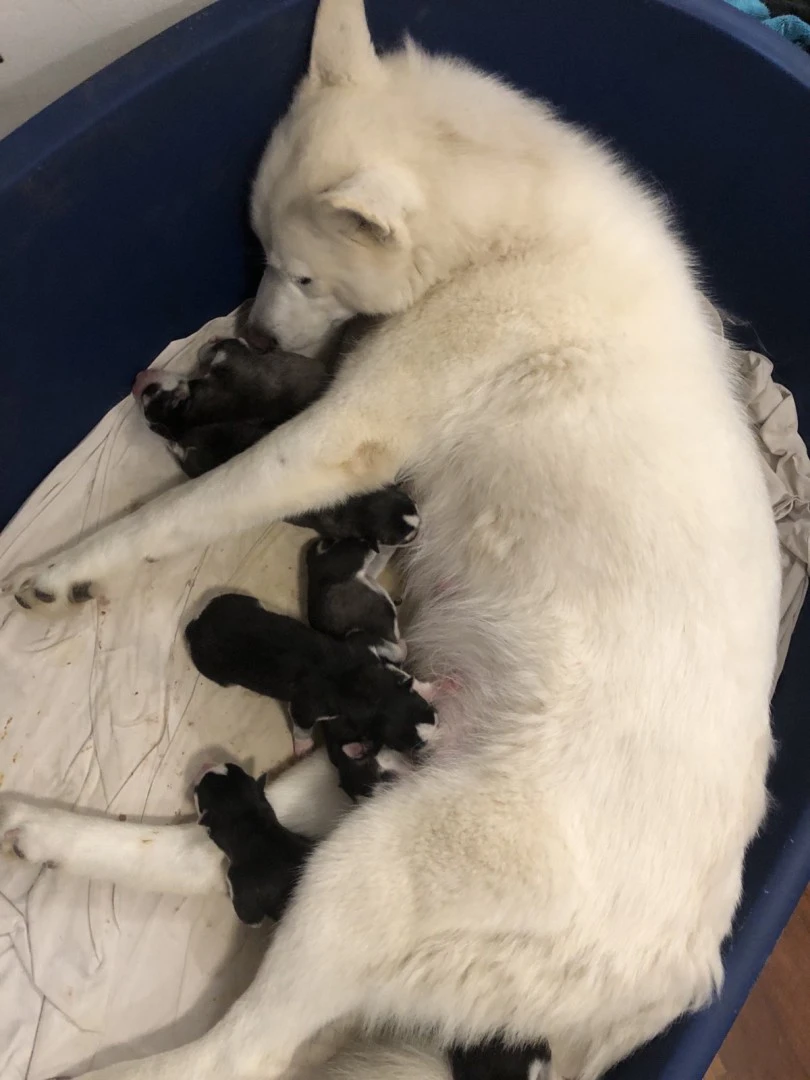 Cuccioli di Siberian Husky con occhi azzurri e Pedigree ENCI | Foto 9