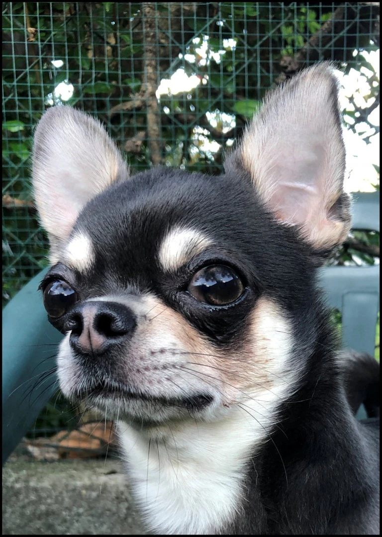 Chihuahua maschio tricolor | Foto 4