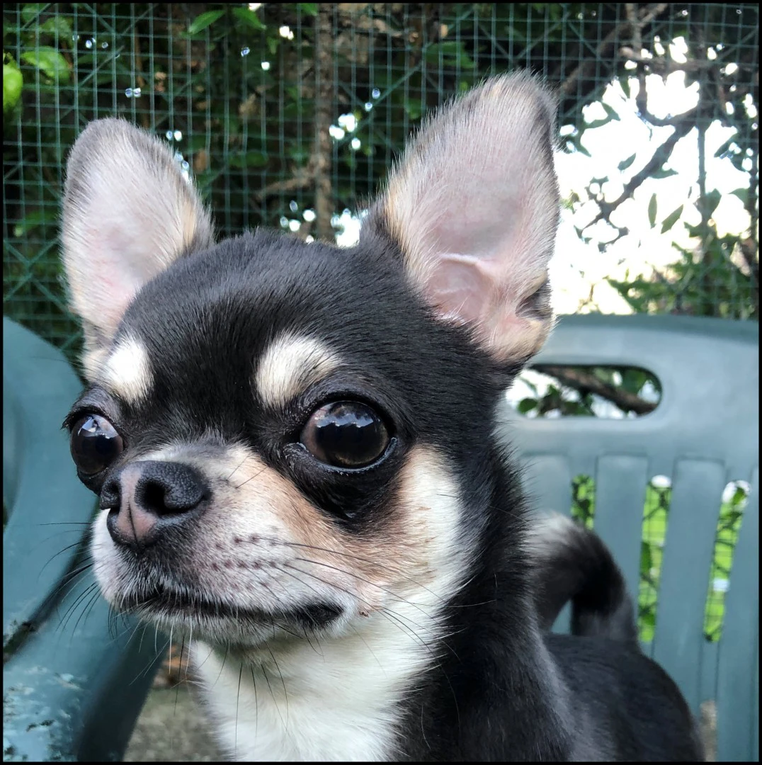 Chihuahua maschio tricolor | Foto 8