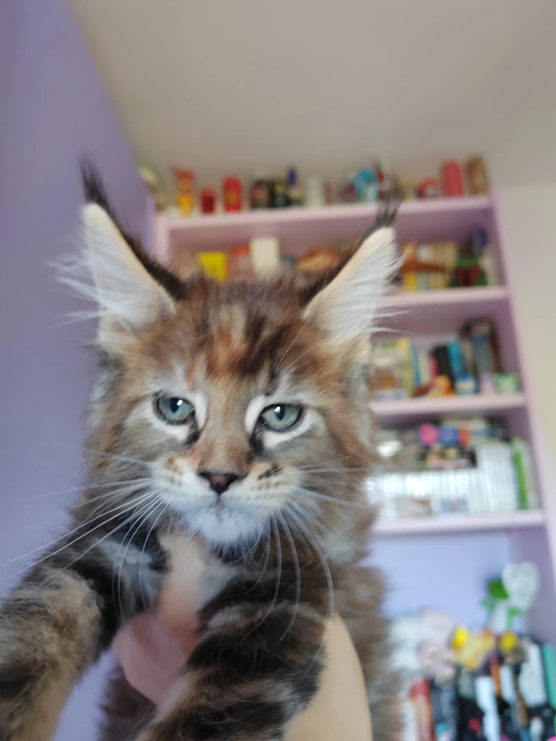 cuccioli di maine coon | Foto 6