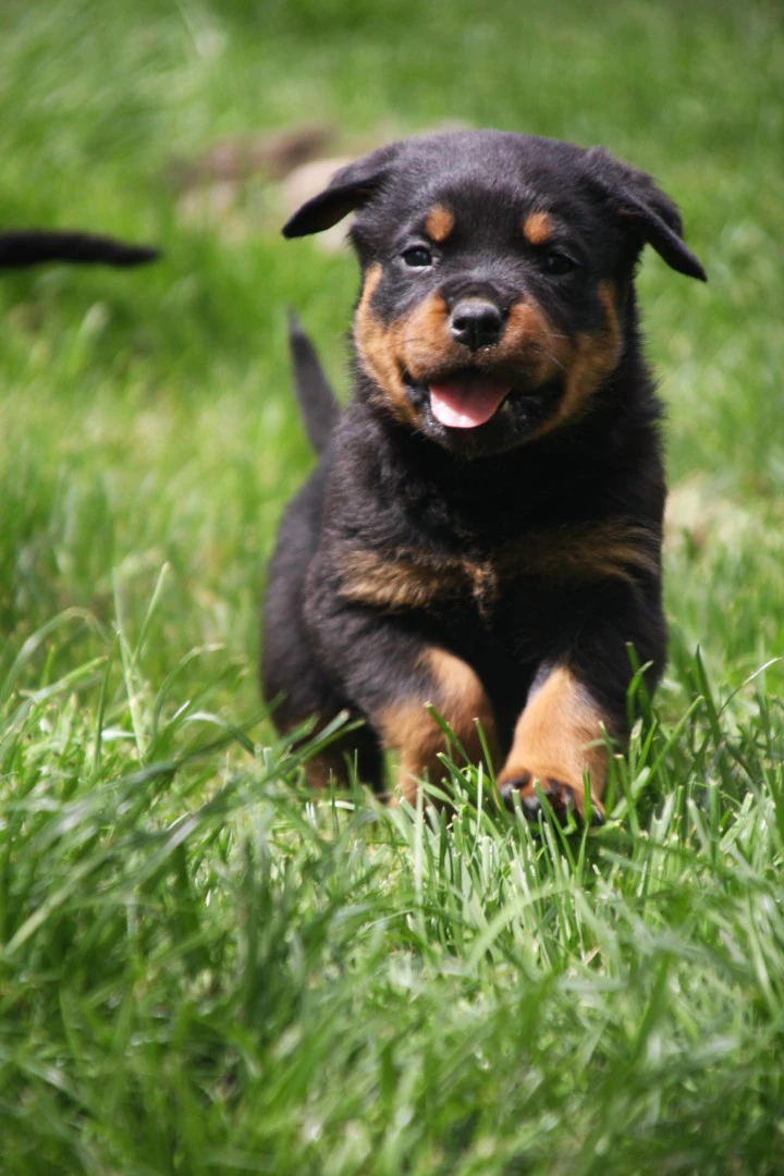 Disponibili in Allevamento Cucciole di Rottweiler | Foto 2