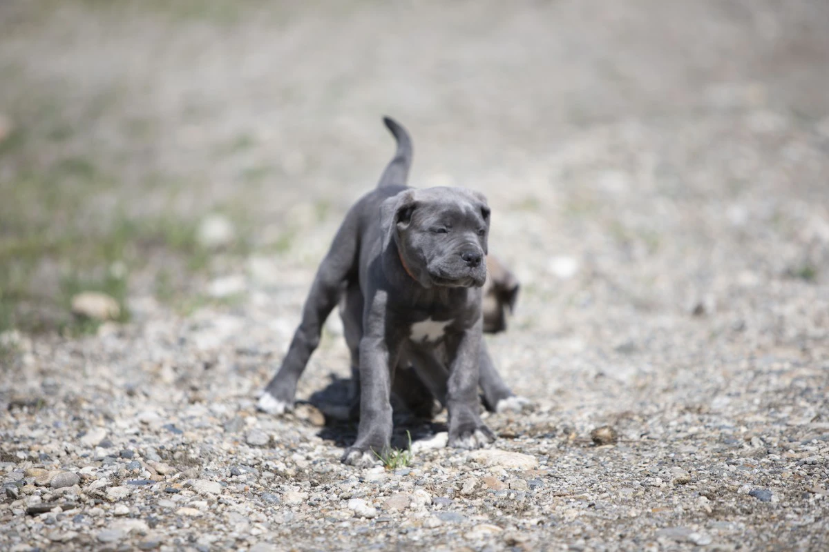 Cucciole disponibili cane corso  | Foto 2