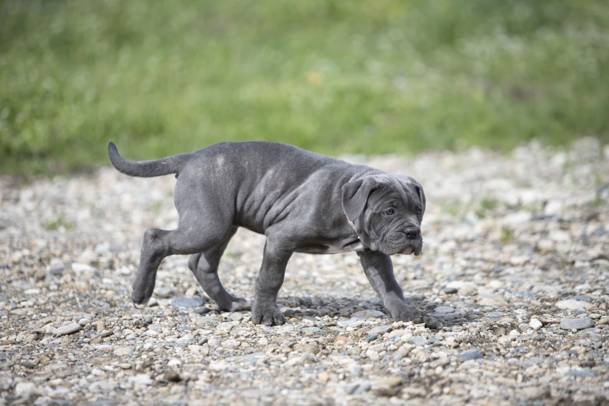 Cucciole disponibili cane corso  | Foto 1