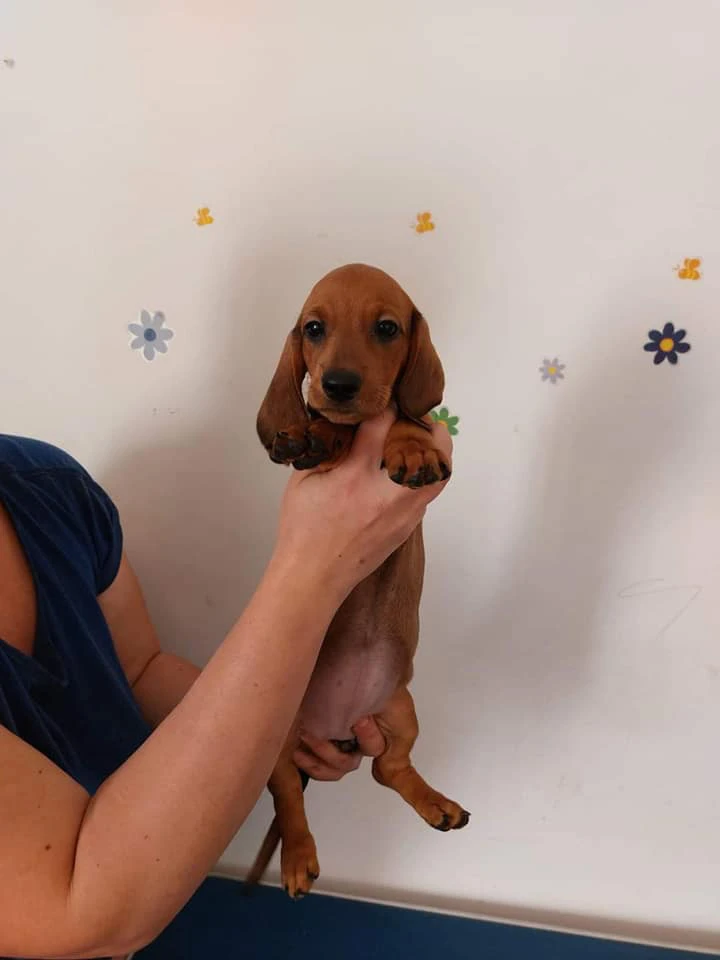 DISPONIBILI CUCCIOLI DI BASSOTTO | Foto 1