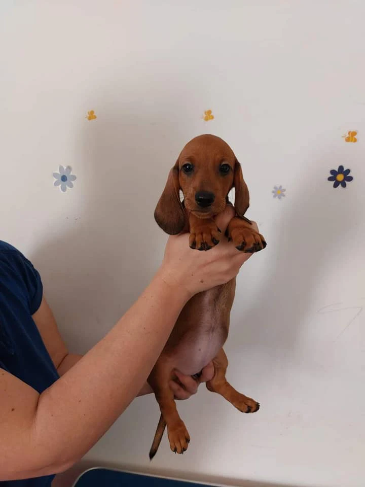 DISPONIBILI CUCCIOLI DI BASSOTTO | Foto 2