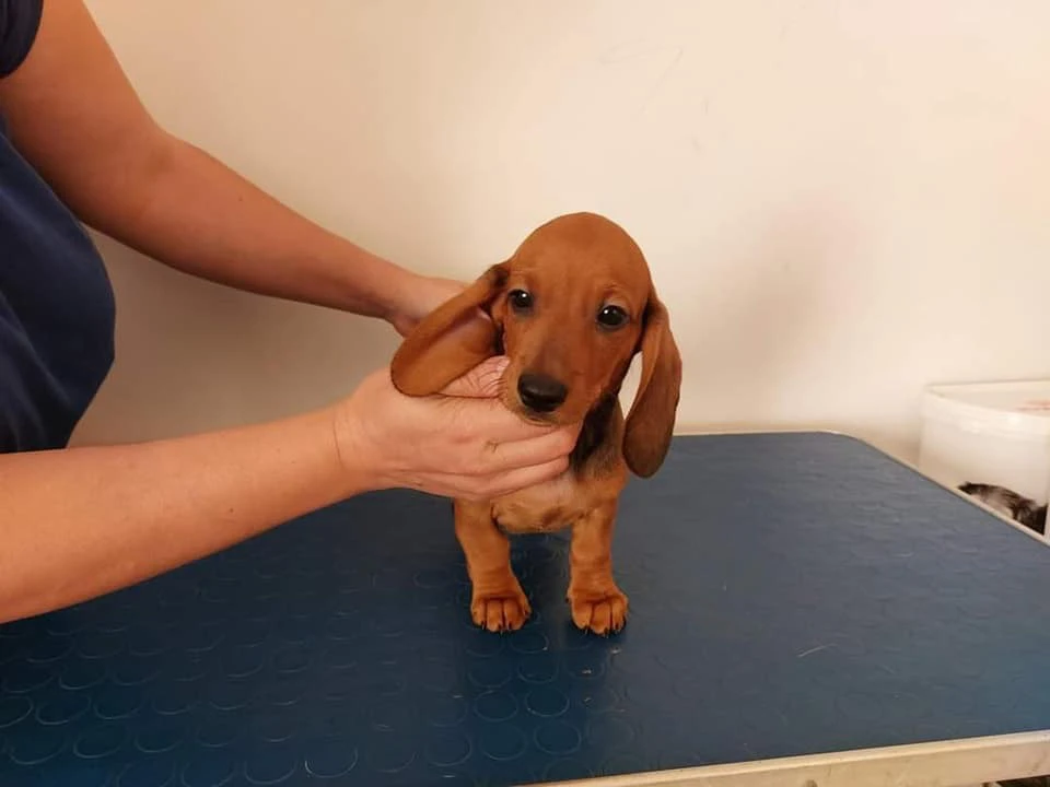 DISPONIBILI CUCCIOLI DI BASSOTTO | Foto 3