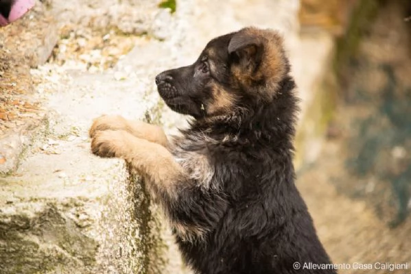 cuccioli pastore tedesco | Foto 4