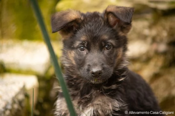 cuccioli pastore tedesco | Foto 3
