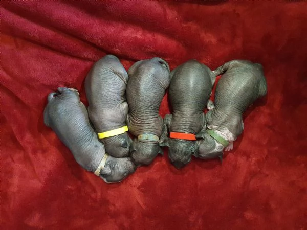 cuccioli di xoloitzcuintle taglia standard | Foto 1