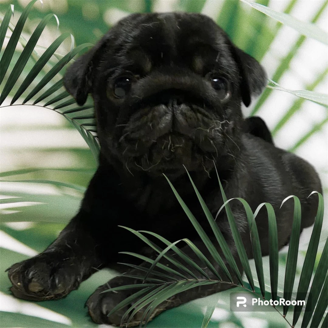 Cuccioli di Carlino nero allev | Foto 2
