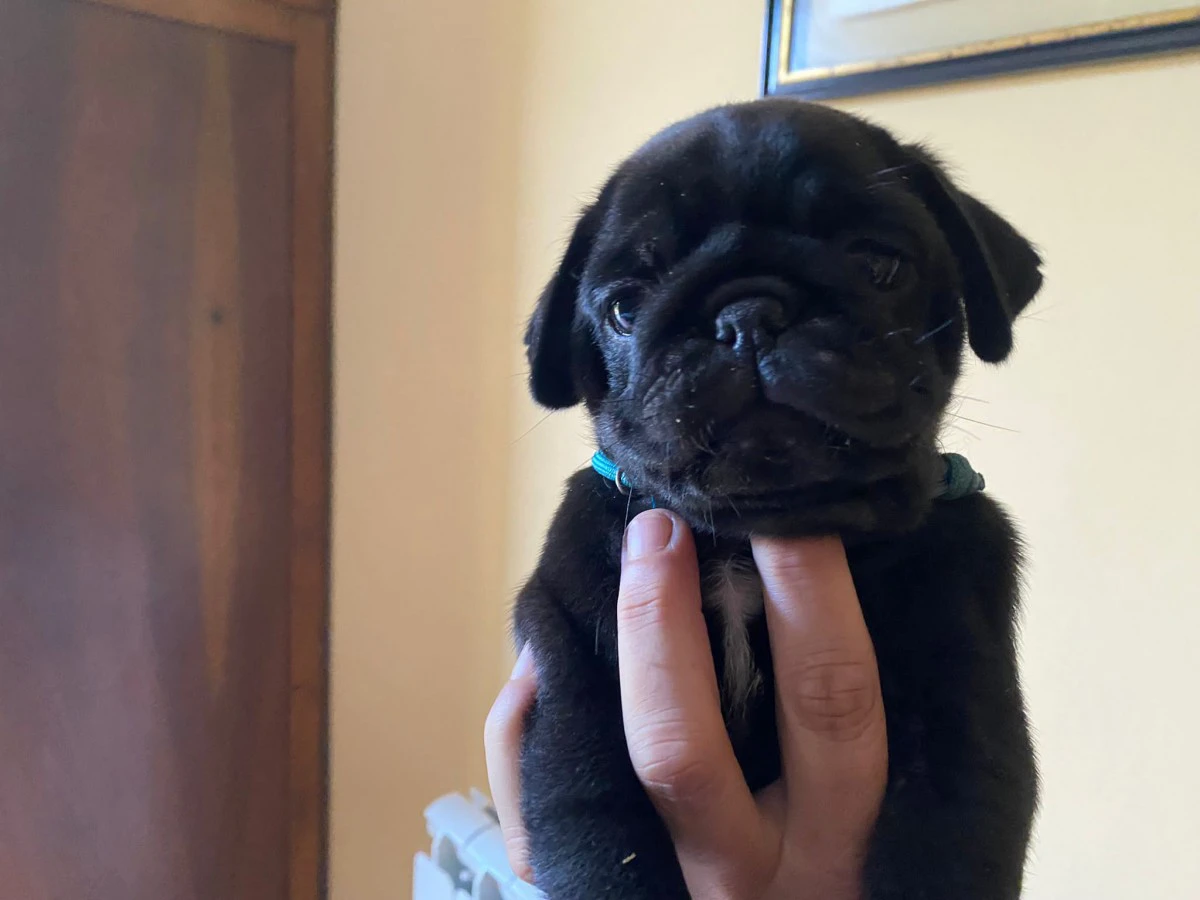 Cuccioli di Carlino nero allev | Foto 1
