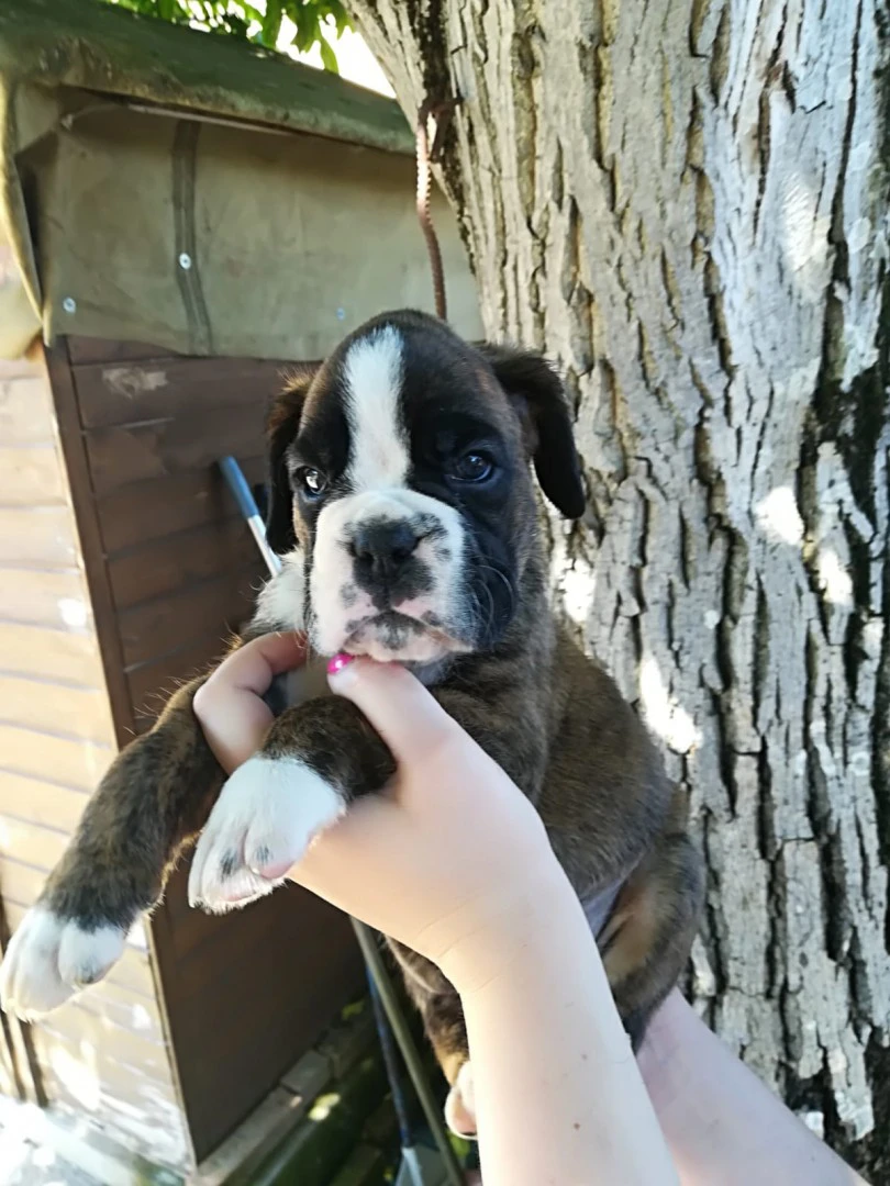 Cuccioli Boxer Alta genealogia | Foto 3