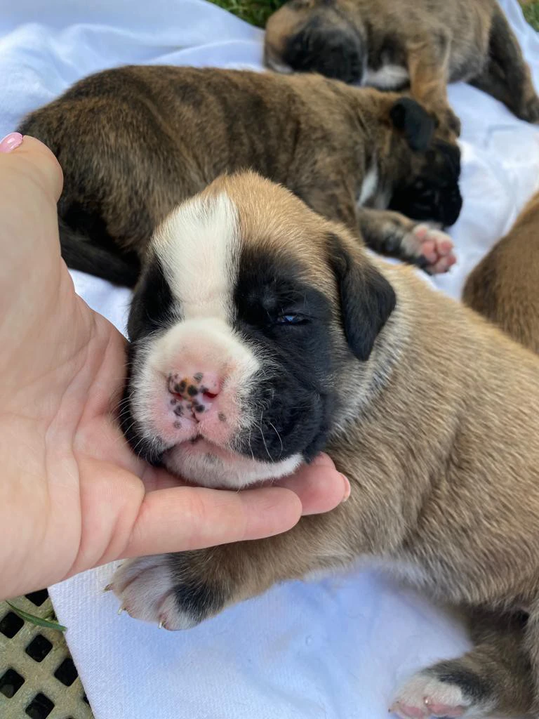 Cuccioli Boxer Alta genealogia | Foto 5
