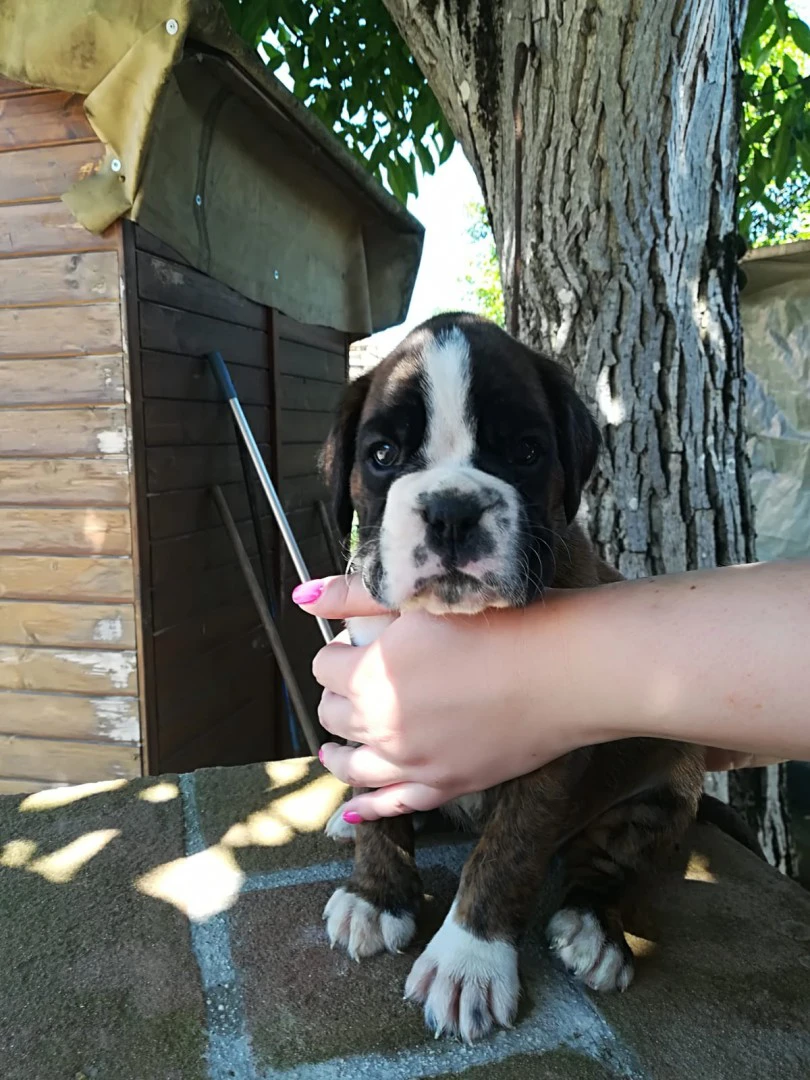 Cuccioli Boxer Alta genealogia | Foto 4