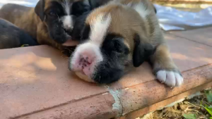 Cuccioli Boxer Alta genealogia | Foto 2