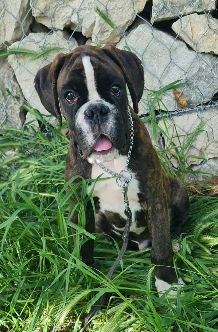 Cuccioli Boxer Alta genealogia | Foto 1