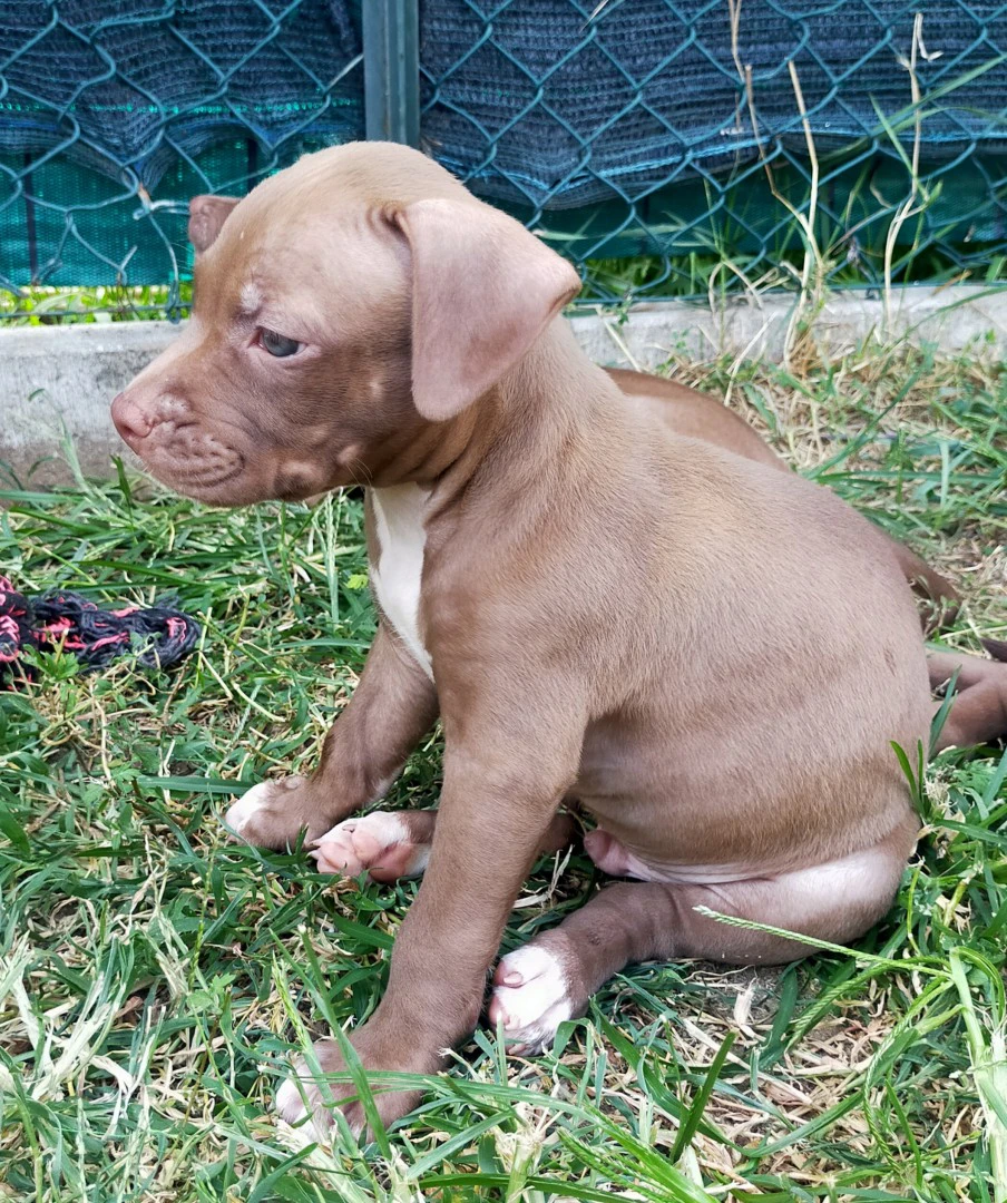 Evolve Boschetti's Kennel vend | Foto 5