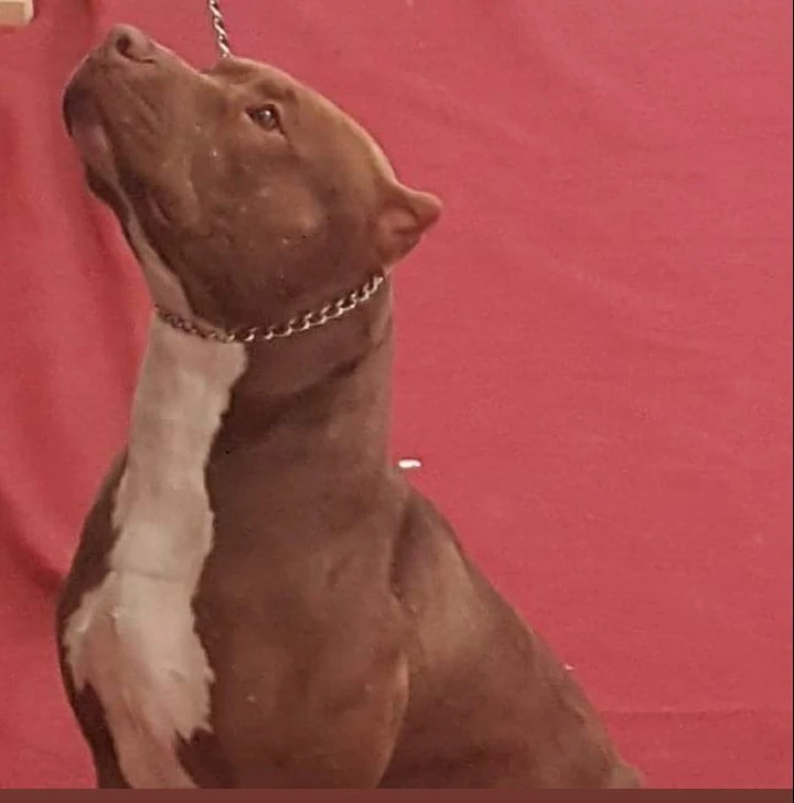 Cuccioli di PitBull Red Nose
 | Foto 7