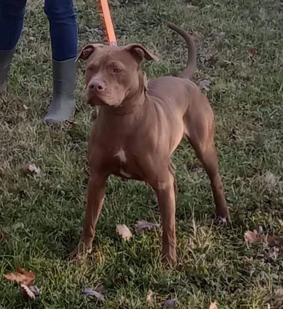 Cuccioli di PitBull Red Nose
 | Foto 6