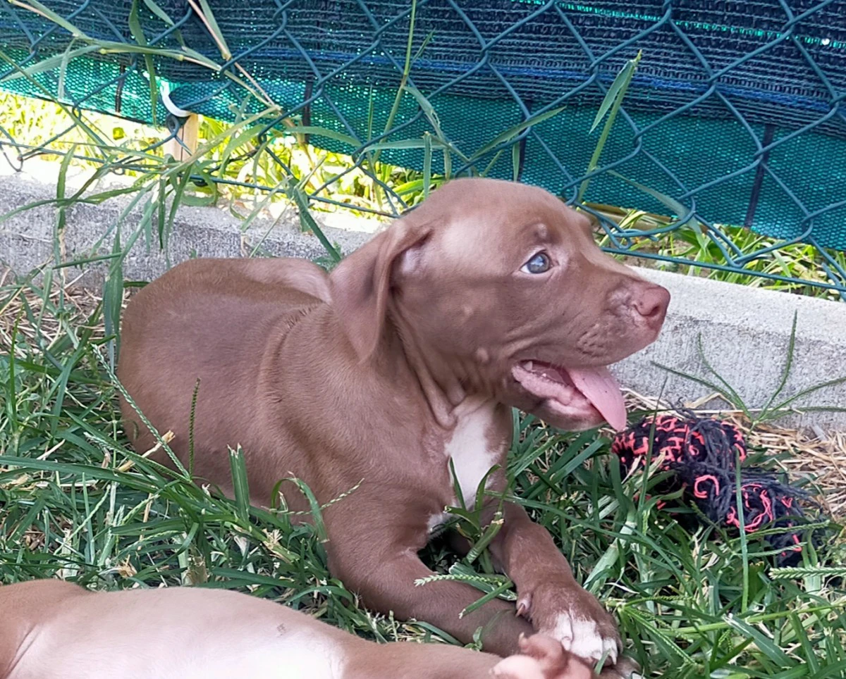 Cuccioli di PitBull Red Nose
 | Foto 4