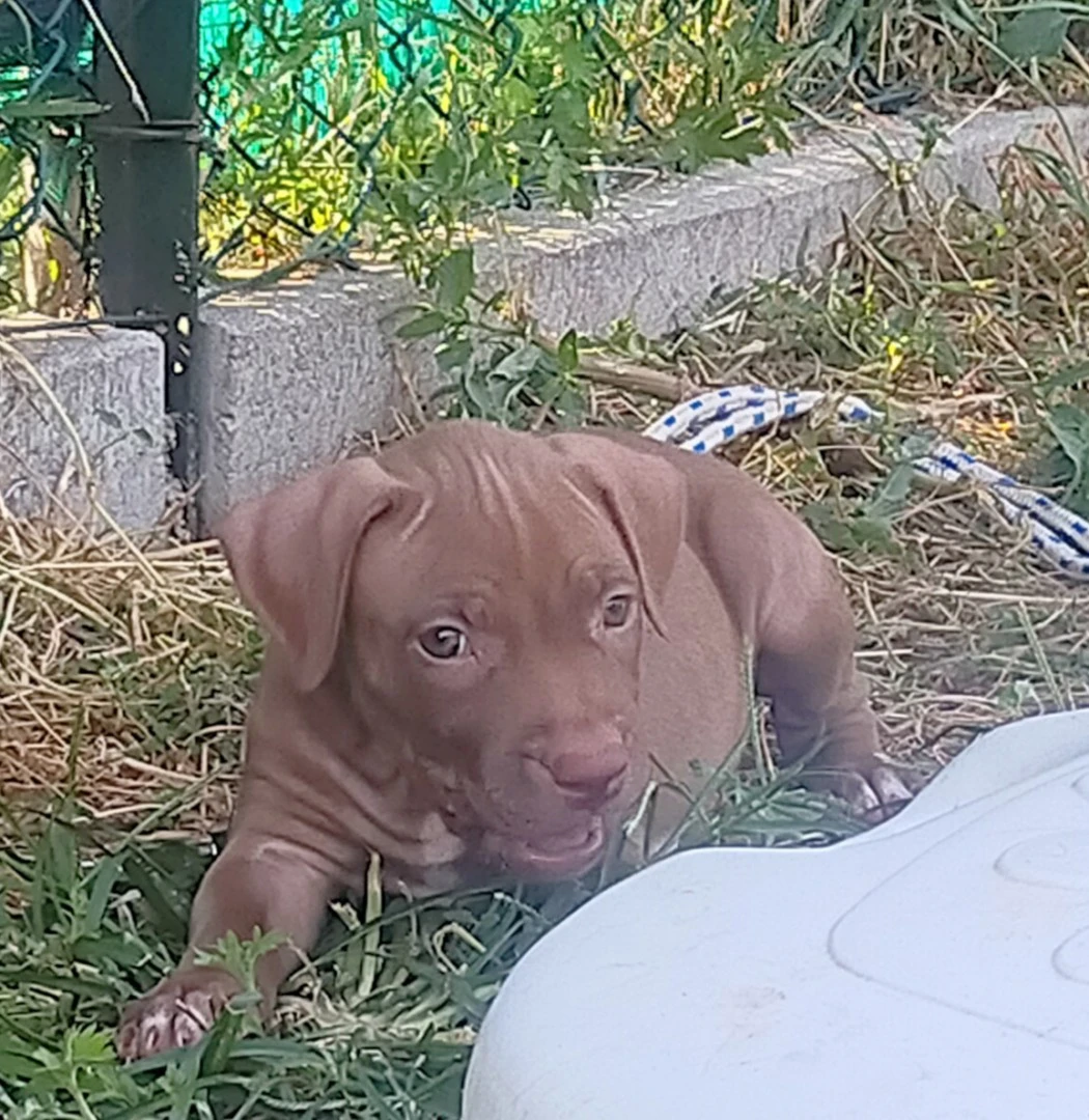 Cuccioli di PitBull Red Nose
 | Foto 5